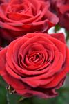 Rød Rose Langstilket ( 1 stk. indpakket i cellofan )